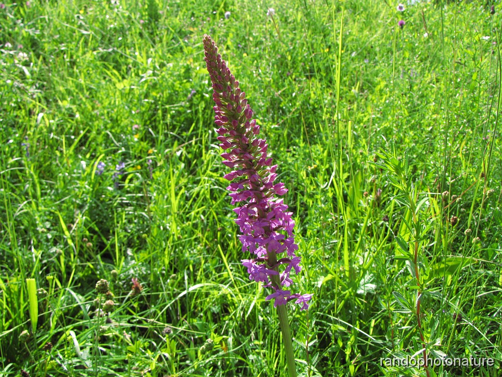 23_Orchis moucheron_1.JPG - Gymnadène à long éperon